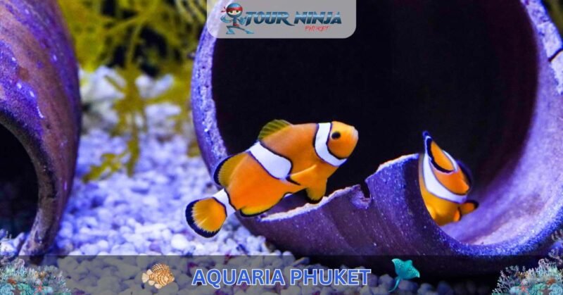 Aquaria Phuket #12 (Gallery Image) Aquaria Phuket #12 (Gallery Image)