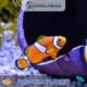 Aquaria Phuket #12 (Gallery Image)
