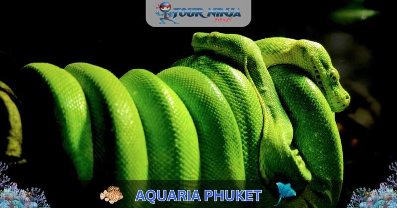 Aquaria Phuket #13 (Gallery Image) Aquaria Phuket #13 (Gallery Image)