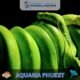 Aquaria Phuket #13 (Gallery Image)