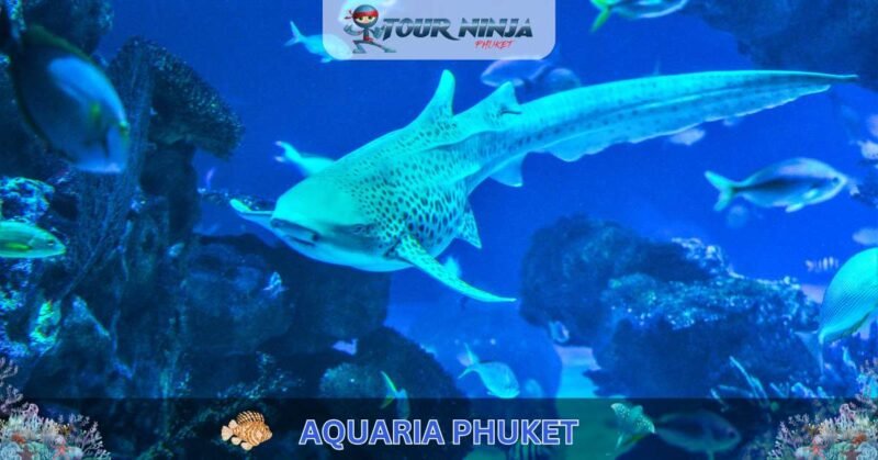 Aquaria Phuket #14 (Gallery Image) Aquaria Phuket #14 (Gallery Image)