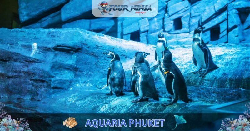 Aquaria Phuket #15 (Gallery Image) Aquaria Phuket #15 (Gallery Image)