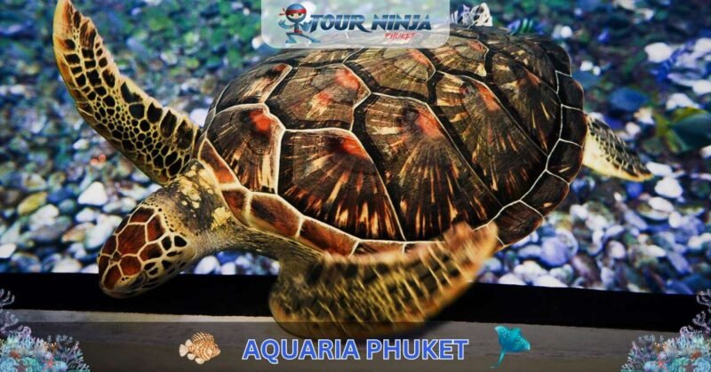 Aquaria Phuket #8 (Gallery Image) Aquaria Phuket #8 (Gallery Image)