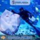 Aquaria Phuket #9 (Gallery Image)