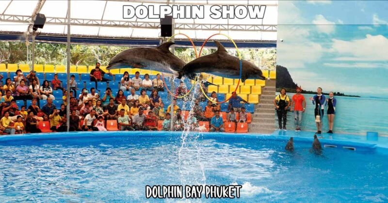 two dolphins jumps high up through some hula hoop rings hanging down from the ceiling in front of a large crowd