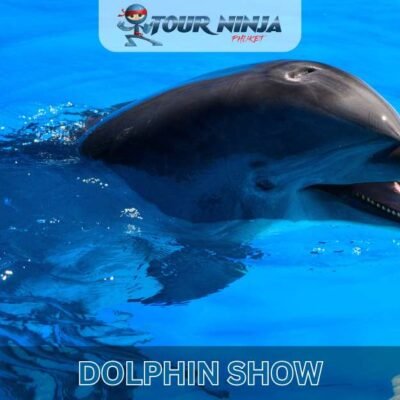 dolphins surface during performance at Phuket dolphinarium show