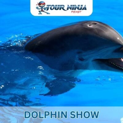 Dolphin Show