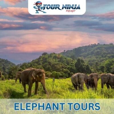 Elephant Tours