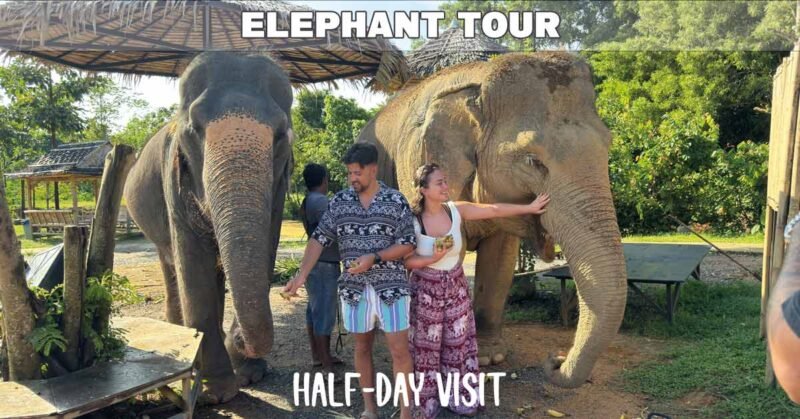 elephant feeding by tourist couple at phuket sanctuary