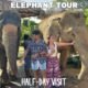 elephant feeding by tourist couple at phuket sanctuary