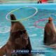 dolphin bay phuket with two dolphins showing tricks with colorful hula hoop rings