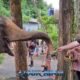elephant at bukit park being fed by hand by tourists under trees