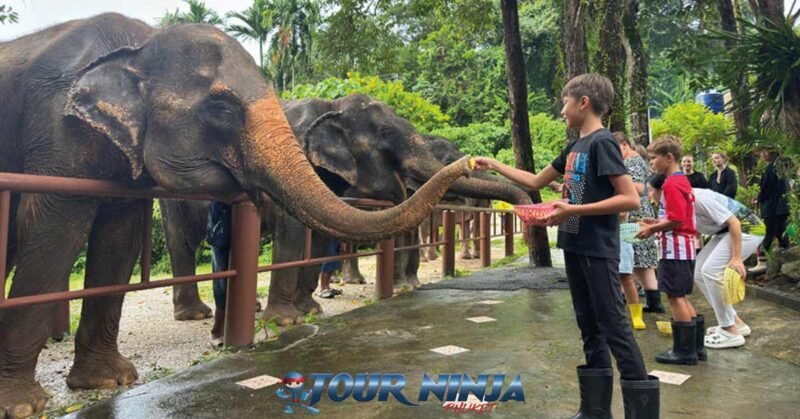 bukit-elephant-food-bu10 bukit elephant park tourists lined up to feed row of elephants who are behind a wooden fence