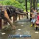 bukit elephant park tourists lined up to feed row of elephants who are behind a wooden fence