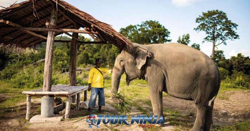 bukit-elephant-mahout-bu4 bukit elephant park showing mahout in yellow shirt touching elephant near shaded seating area