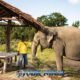 bukit elephant park showing mahout in yellow shirt touching elephant near shaded seating area