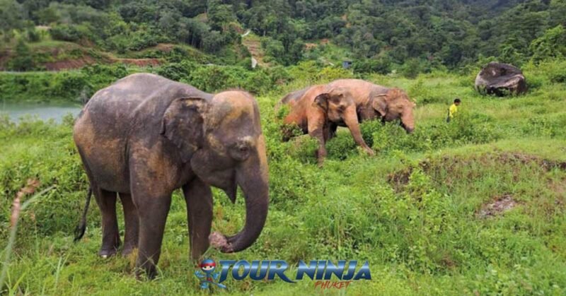 bukit-elephant-park-bu1 bukit elephant park showing several elephants roaming in green nature