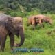 bukit elephant park showing several elephants roaming in green nature
