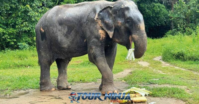 bukit-elephant-park-walk-bu6 bukit elephant park large elephant walking across path in green field with dense jungle in the background