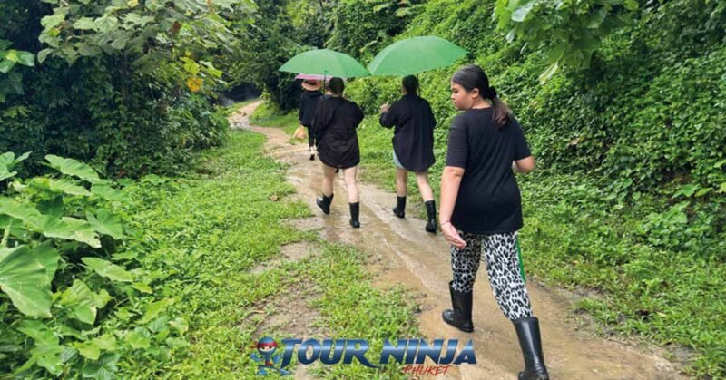 bukit-elephant-park-walk-bu7 bukit elephant park tourists with umbrellas following guide along path to walk with elephants