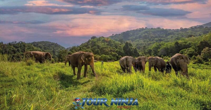 bukit-elephant-park-wander-bu1 bukit elephant park showing six elephants in green environment and showing jungle mountains and clouded sky in background