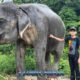 bukit elephant park showing boy in black pants and shirt and hat touching side of large elephant in green surrounding