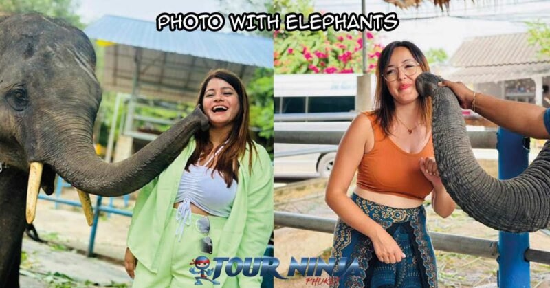 city-tour-elephant-photo-sb1 phuket city tour visiting a local elephant camp for customers to take photos and selfies with the elephants