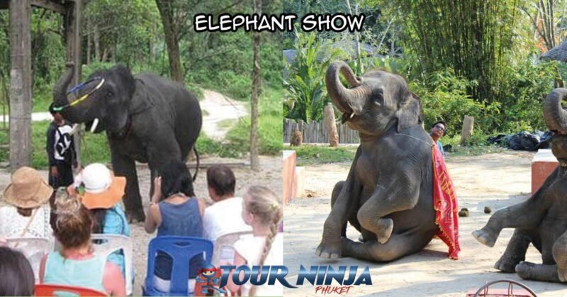 city-tour-elephants-show-sb1 phuket city tour visiting a local elephant show with elephants performing in front of a small crowd
