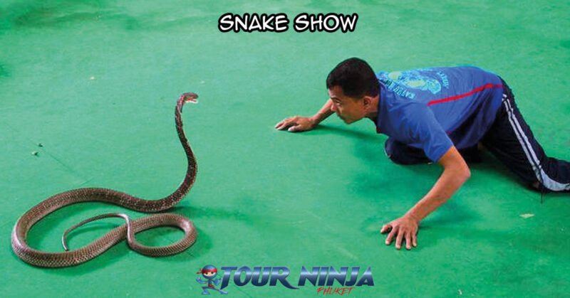 city-tour-snake-show-sb1 sightseeing tour visiting a local snake show with a snake performer showing of his skills playing with a large king cobra