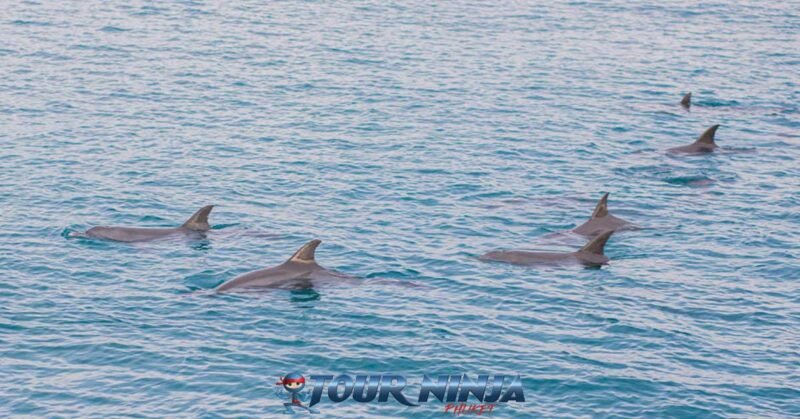 daytrip-maiton-island-dolphins-s1 maiton island with one of its many large pods of wild dolphins surfacing next to the boat a truly amazing experience