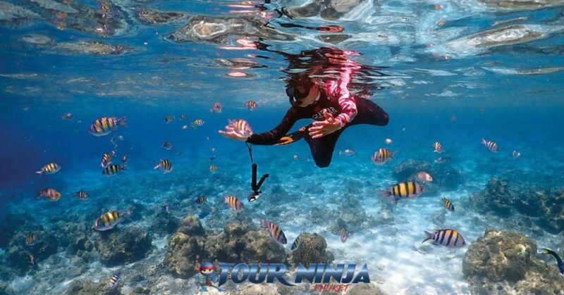 daytrip-racha-islands-snorkeling-s3 racha islands blue clear water with a snorkeler swimming in shallow water surrounded by colorful fishes