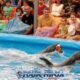 dolphin bay phuket with two cute dolphins swimming and showing tricks with a basketballs
