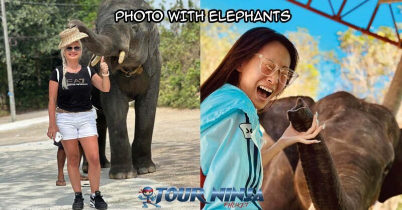 elephant-photo-city-tour-sb1 phuket sightseeing tour stopover at a local elephant camp for photo opportunities with the elephants
