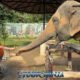 elephant being hand fed by young boy in red shirt at phuket sanctuary