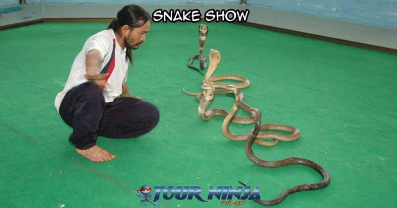 snake-show-city-tour-sb1 phuket city tour visiting a local snake show with a snake performer showing of his skills playing with three king cobras