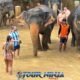 happy tourists with multiple elephants in mud pool at phuket sanctuary