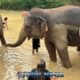 man in red shirt and woman in black shorts covering elephants with mud in mud pool at phuket sanctuary