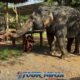elephant being hand fed with bananas by male visitor at the sanctuary feeding station