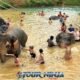 mud being washed from four elephants by multiple tourists wearing swimsuits in large natural pond