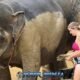 elephant being rubbed in mud by female visitor in swimwear with child touching the trunk under supervision of mahout