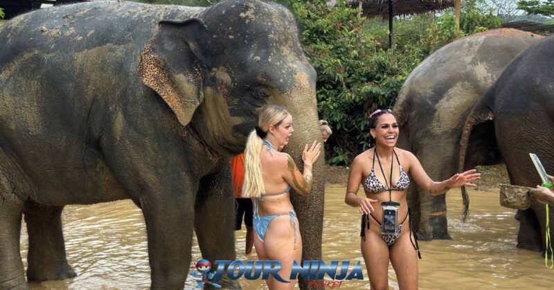 two-females-elephant-mud-spa tourists join multiple elephants in mud bath and take pictures
