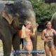 tourists join multiple elephants in mud bath and take pictures