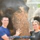 happy tourist couple posing with asian elephant for picture at phuket sanctuary