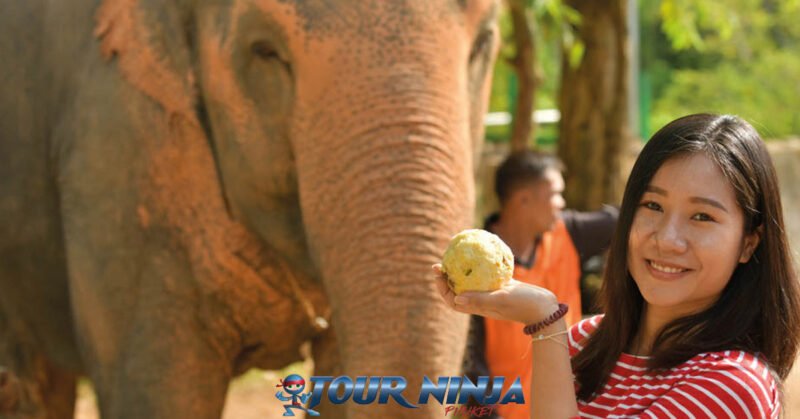 visitor-friendly-phuket-tour-elephant-e6 smiling asian female offer food supplement by hand to elephant at phuket nature park