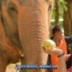 smiling asian female offer food supplement by hand to elephant at phuket nature park